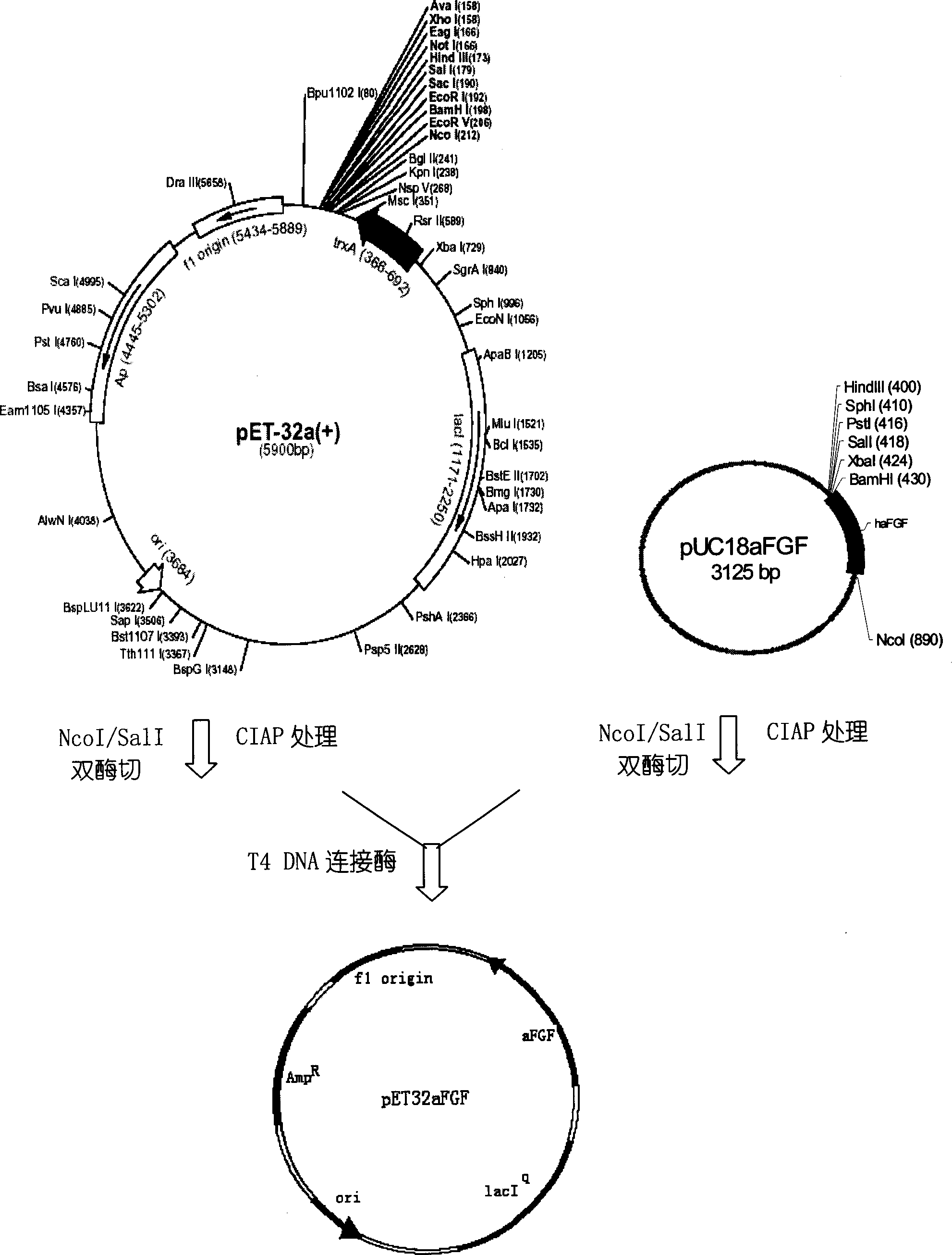Novel fusion protein production and uses