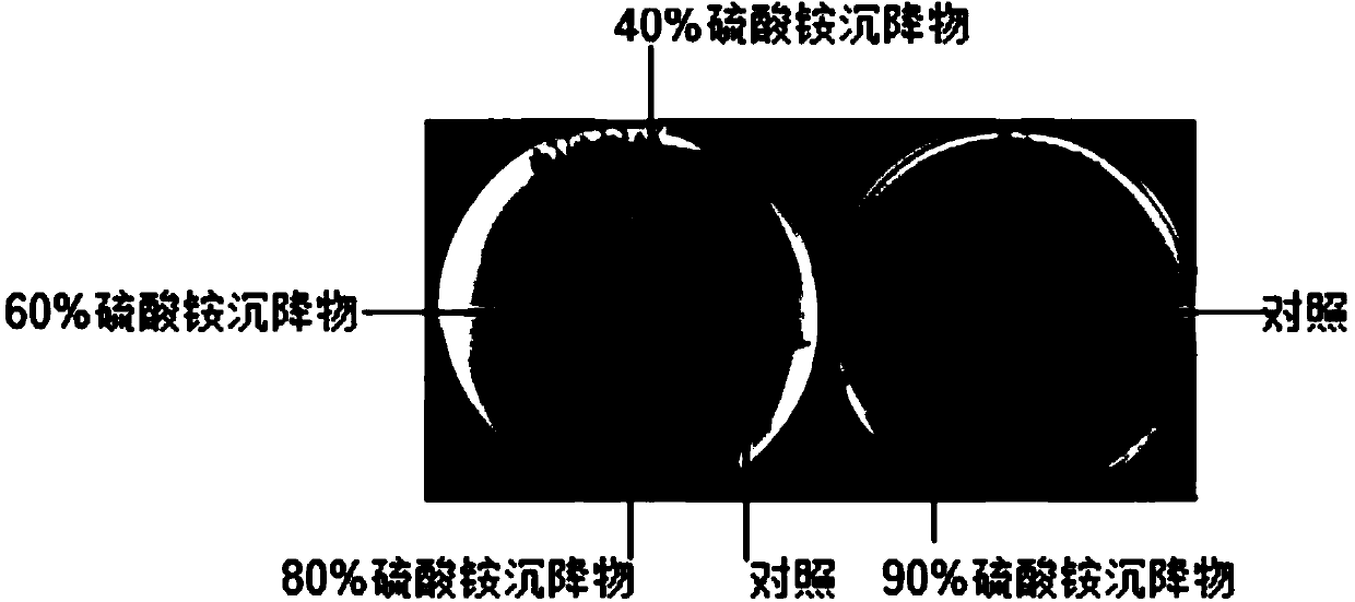 A kind of preparation method of bacteriostatic Paenibacillus fermented liquid extract