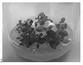 Method for performing in-vitro culturing and rapid propagating on bergenia crassifolia