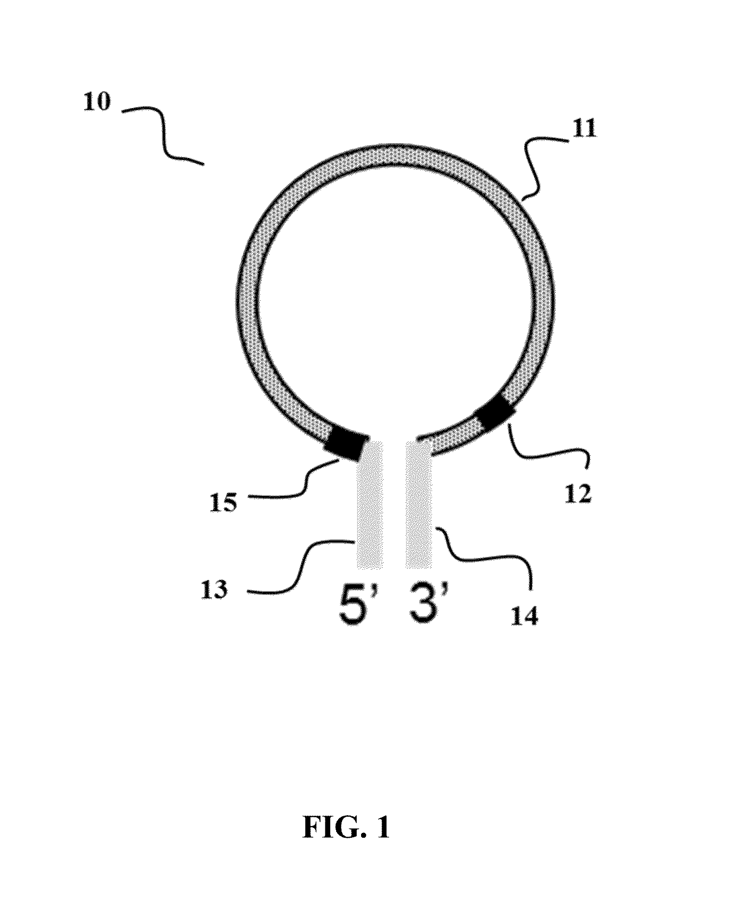 Cleavable hairpin primers