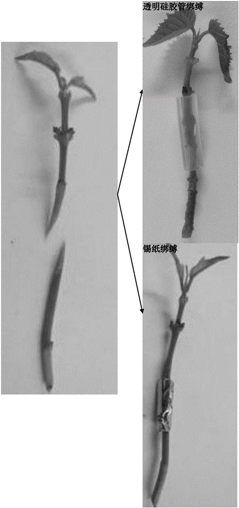 Micro grafting method for test-tube plantlet of Catalpa fargesii Bur.f.duclouxii (Dobe) Gilmour and C.ovata G.Don
