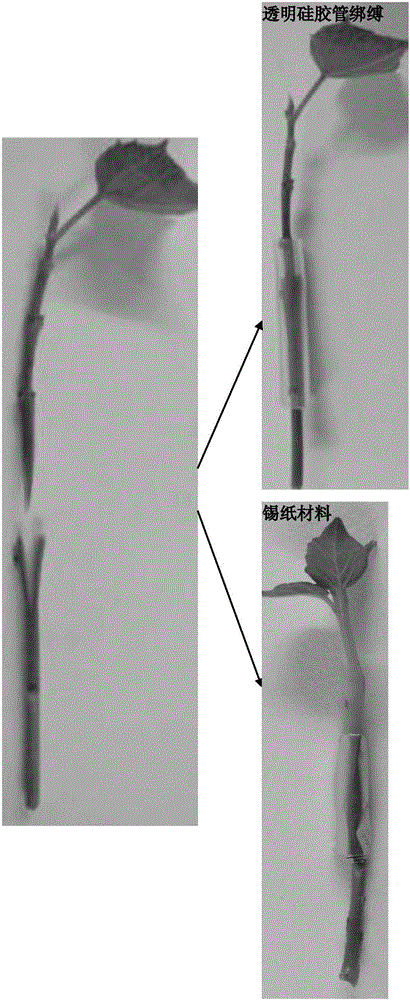 Micro grafting method for test-tube plantlet of Catalpa fargesii Bur.f.duclouxii (Dobe) Gilmour and C.ovata G.Don