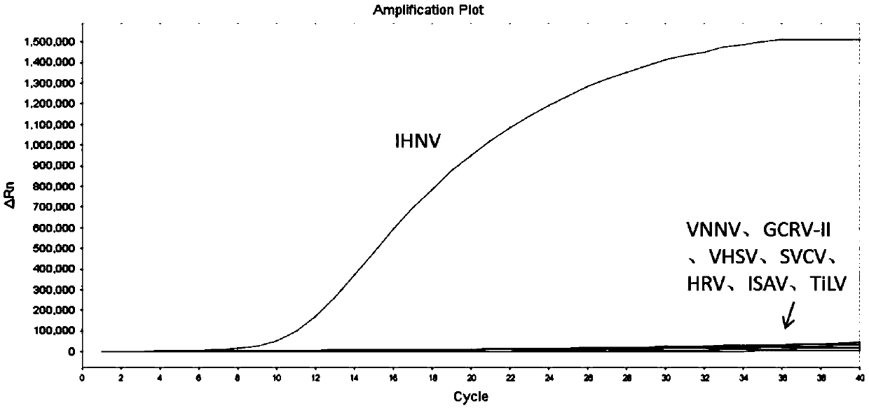 Infectious hematopoietic necrosis virus (INHV)RAA (recombinase-aid amplification) thermostatic fluorescence detection method and reagent