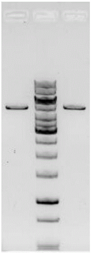 A pla2r-thsd7a fusion protein and its application and kit