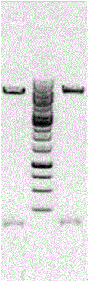 A pla2r-thsd7a fusion protein and its application and kit