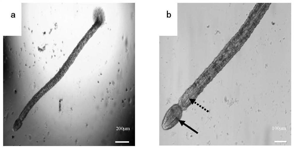 A method of artificially cultivating seawater leeches using the damselfish