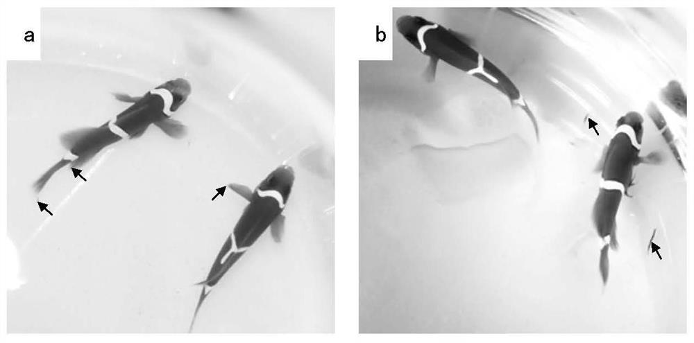 A method of artificially cultivating seawater leeches using the damselfish