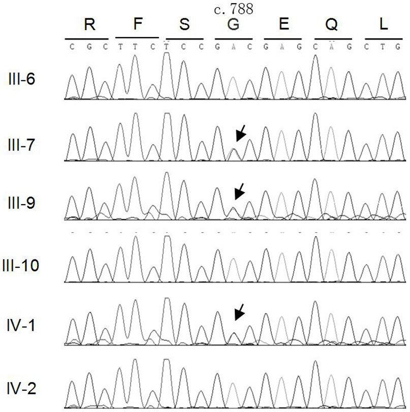 A maf gene mutant, polypeptide, kit, construct, recombinant cell and application that cause congenital cataract