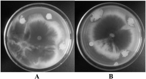A strain of Bacillus mohaevei for promoting the growth of Thoreau grass and application thereof