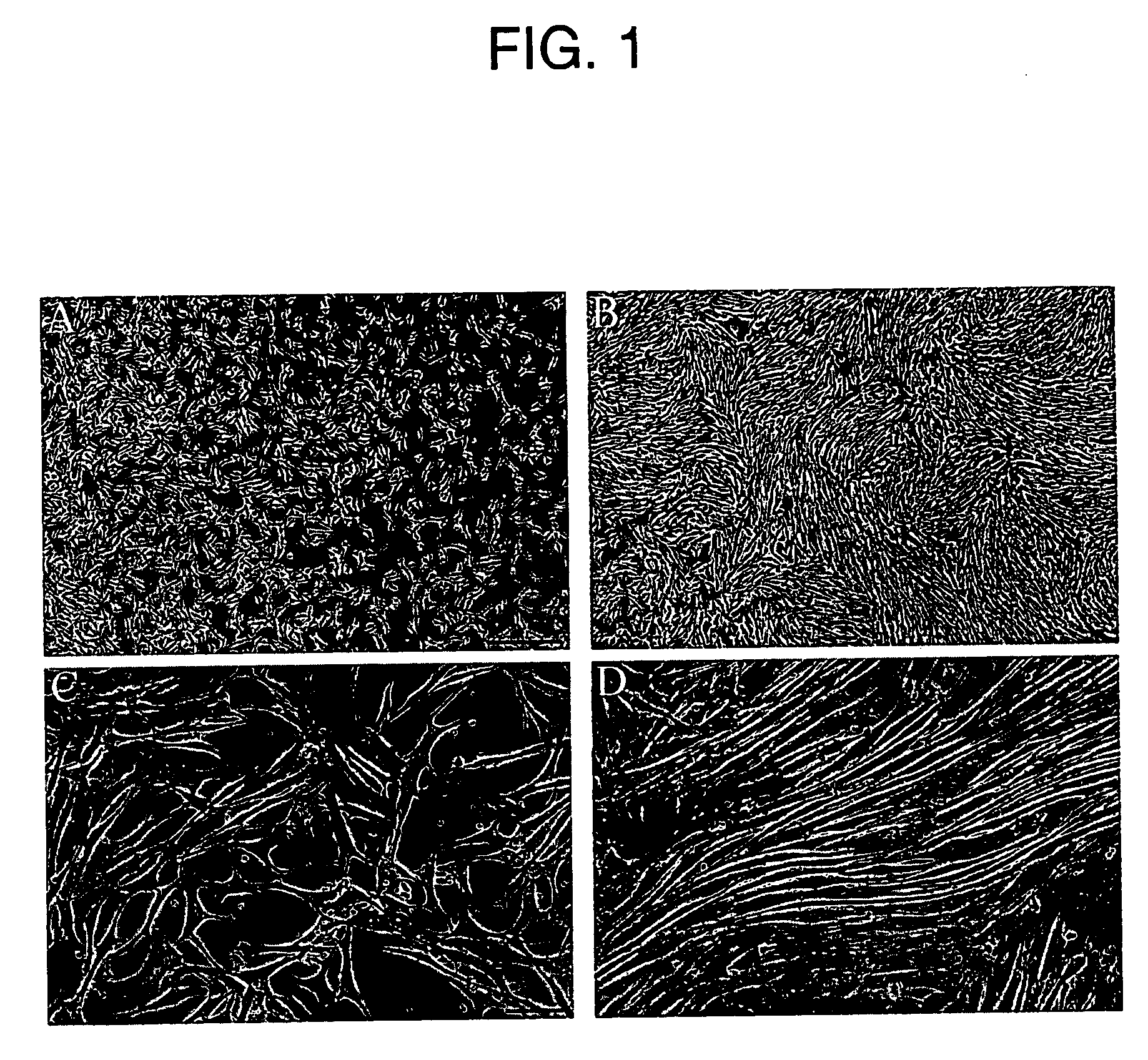 Proliferative Primary Human Sertoli Cell Cultures And Their Applications