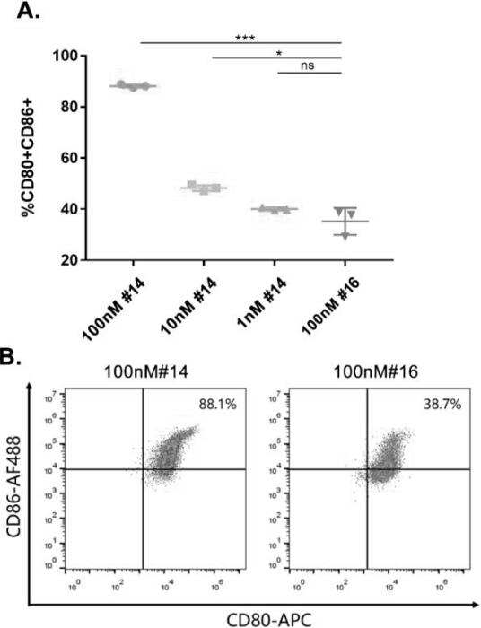 CD40 targeted binding protein, coding nucleic acid and application thereof