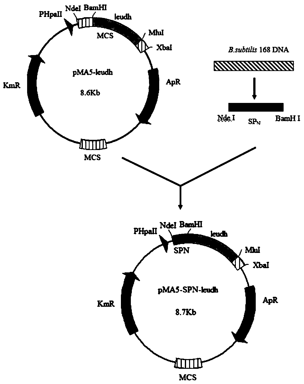 A method for producing leucine dehydrogenase by fermentation of Bacillus subtilis