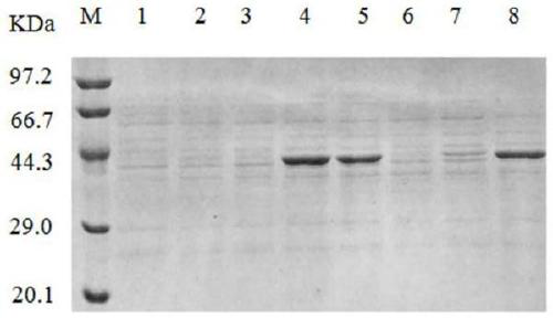 A method for producing leucine dehydrogenase by fermentation of Bacillus subtilis