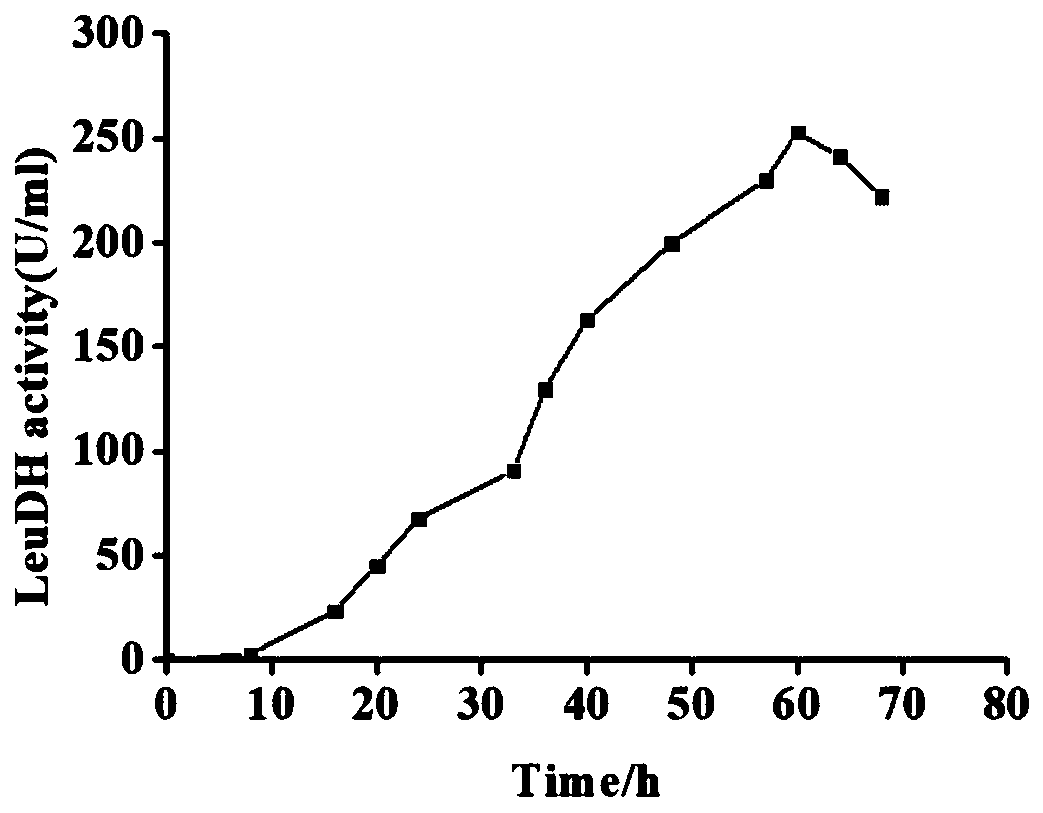 A method for producing leucine dehydrogenase by fermentation of Bacillus subtilis