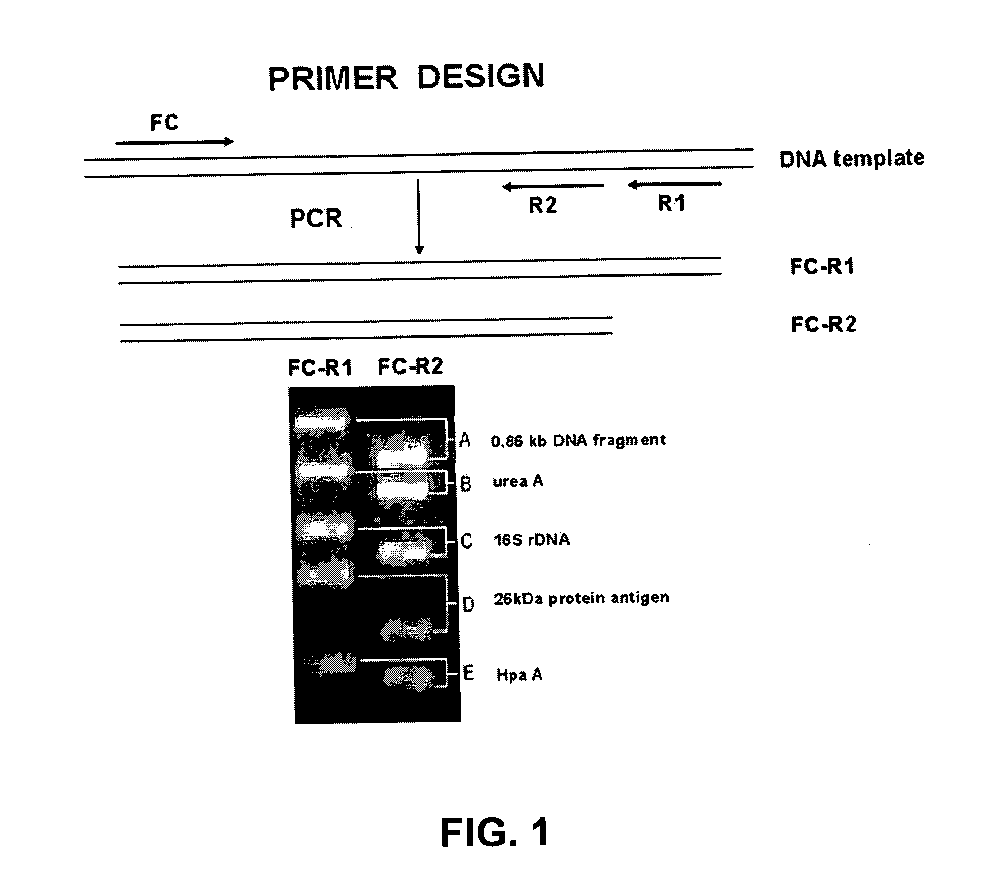 Methods and compositions to detect bacteria using multiplex PCR