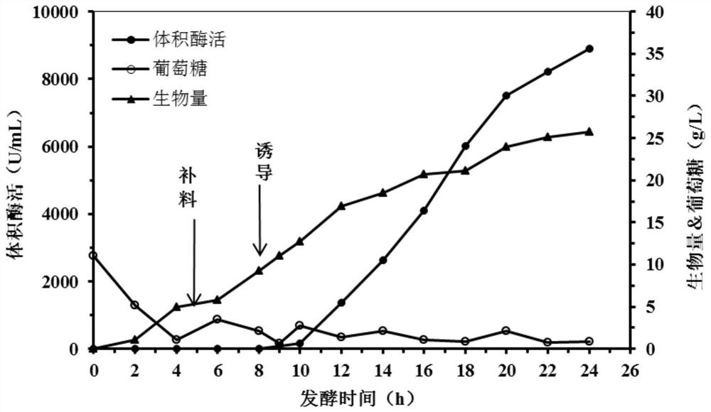 Culture medium for producing alkaline phosphatase through fermentation and preparation method of alkaline phosphatase