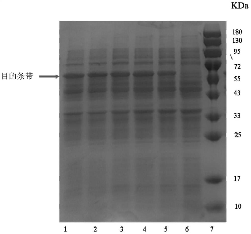 Culture medium for producing alkaline phosphatase through fermentation and preparation method of alkaline phosphatase