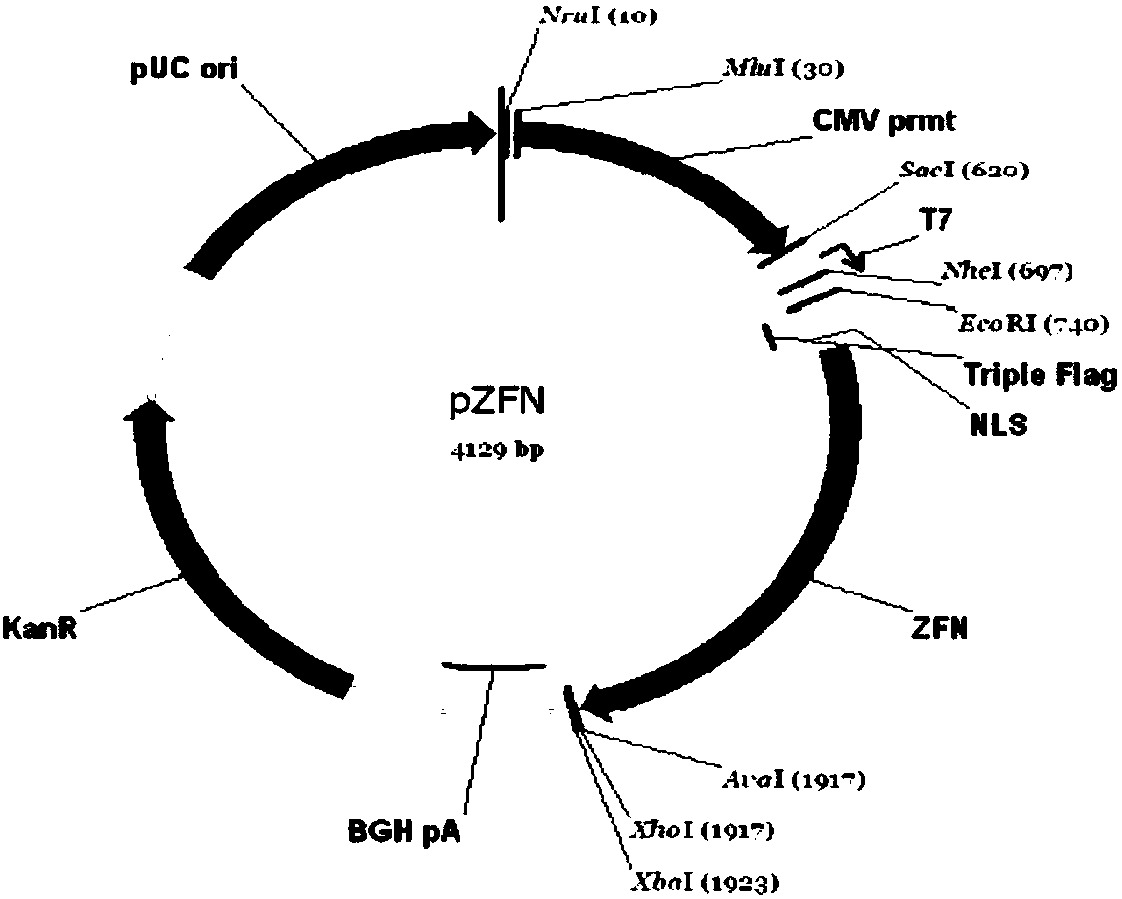 A zinc finger nuclease-mediated pig mstn gene mutation sequence and its application