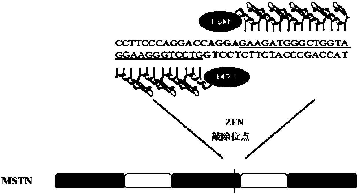 A zinc finger nuclease-mediated pig mstn gene mutation sequence and its application