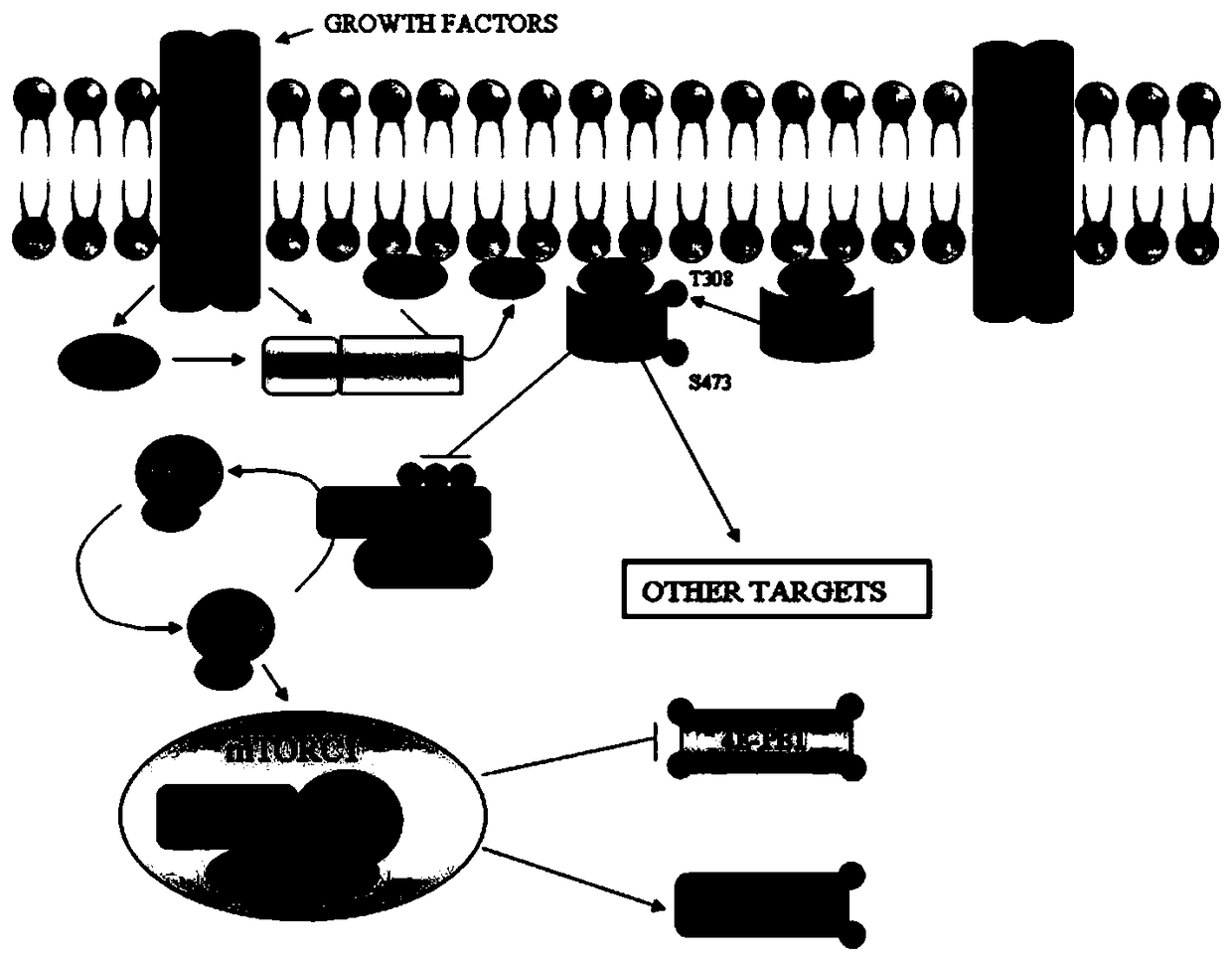 Primers, method and kit for detecting TSC2 gene locus mutation