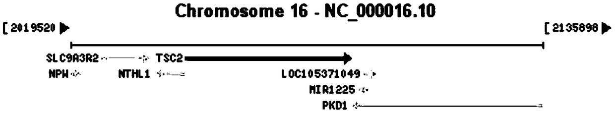 Primers, method and kit for detecting TSC2 gene locus mutation