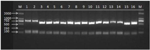 Primers, method and kit for detecting TSC2 gene locus mutation