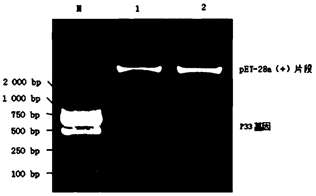 Immunocolloidal gold test paper for rapidly detecting mycoplasma bovis and preparation method thereof