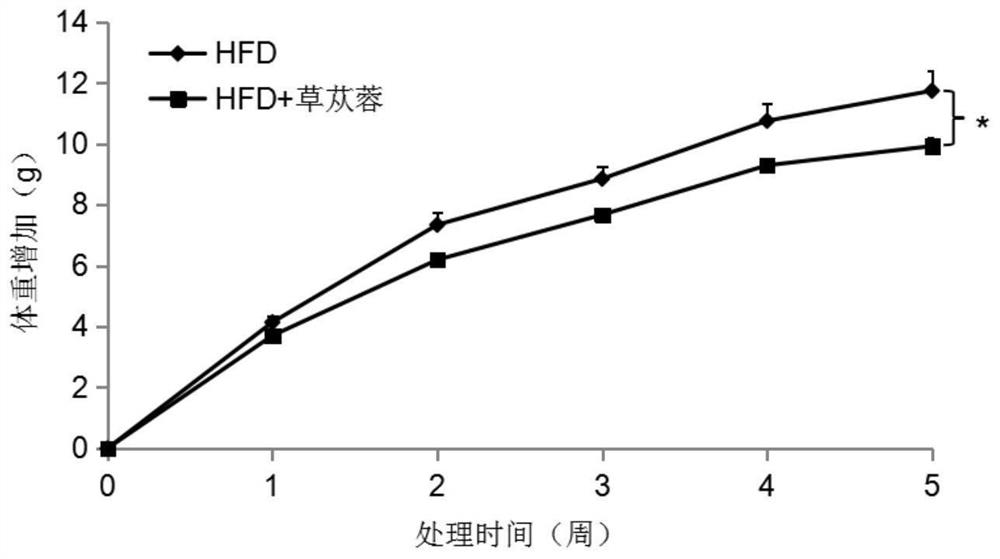 Application of boschniakia rossica extract in preparation of medicines, foods or health-care products for preventing and/or treating metabolic syndrome or improving body energy metabolism