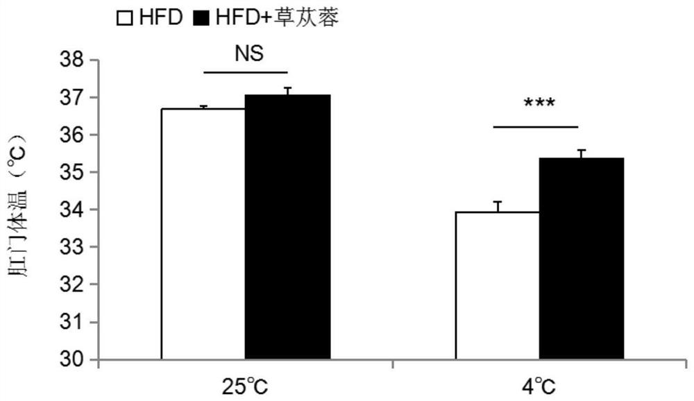 Application of boschniakia rossica extract in preparation of medicines, foods or health-care products for preventing and/or treating metabolic syndrome or improving body energy metabolism