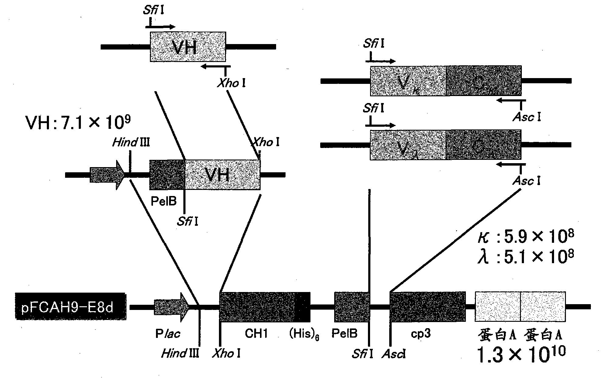 Composition for neutralizing botulinus toxin type-a, and human anti-botulinus toxin type-a antibody