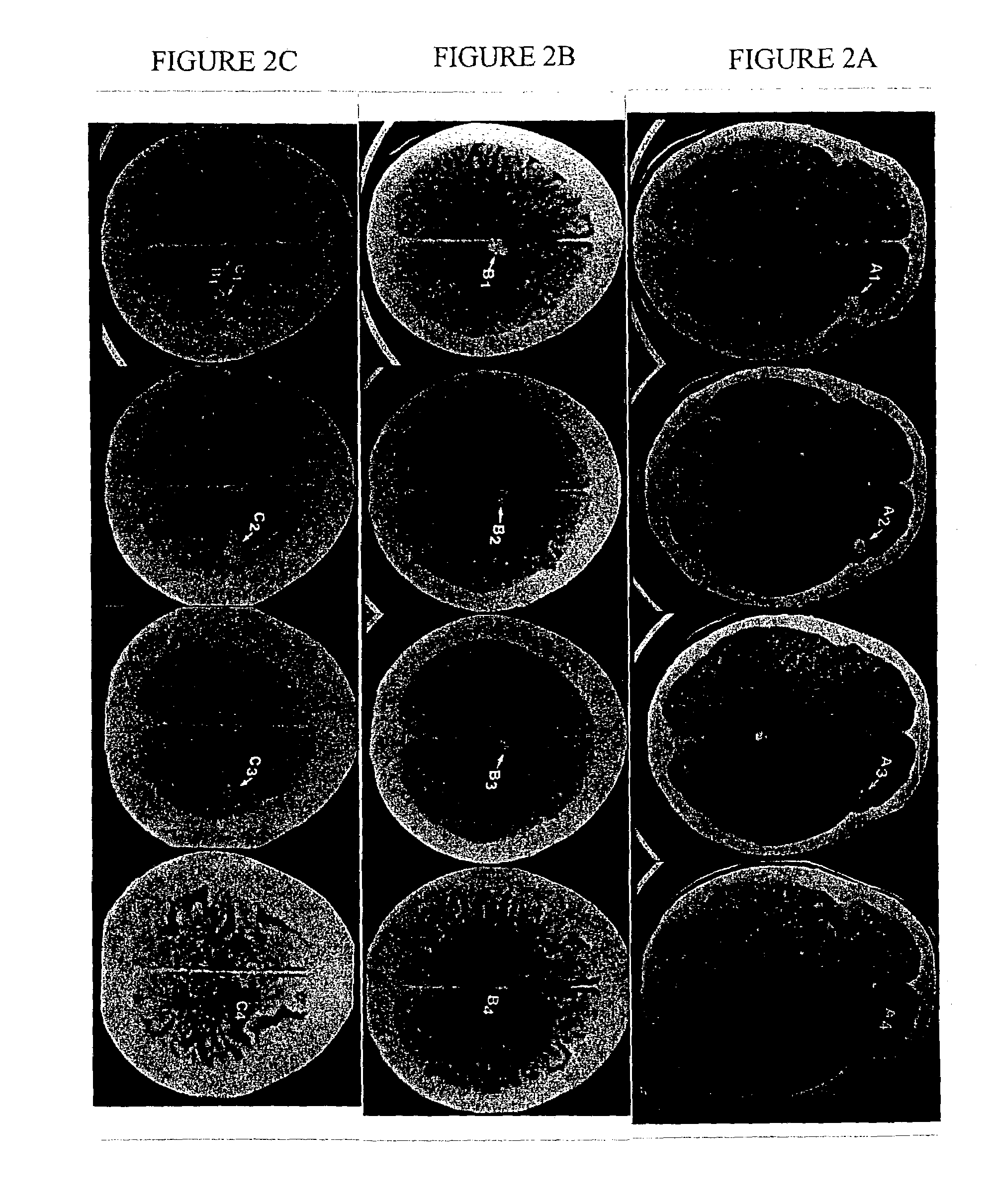 Method of treating malignancies and viral infections and improving immune function with a dietary supplement