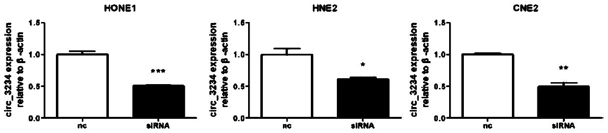 Circ_3234, application thereof in preparation of nasopharyngeal carcinoma therapeutic preparations and therapeutic preparation of nasopharyngeal carcinoma