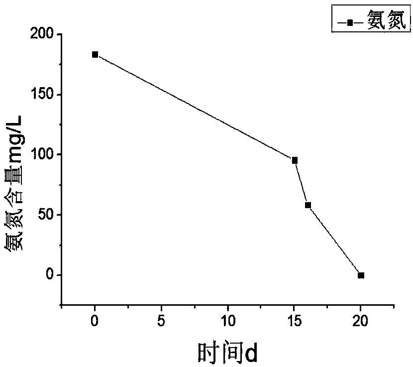 Method for treating high-nitrogen and low-carbon rare earth ore mining wastewater step by step by using microalgae and activated sludge