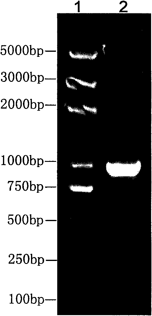 Brucella melitensis immune labeled recombinant strain and application thereof in preparation of vaccine