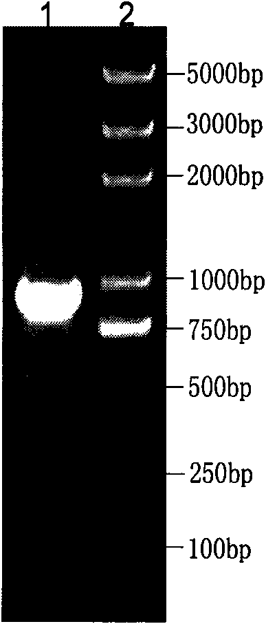 Brucella melitensis immune labeled recombinant strain and application thereof in preparation of vaccine