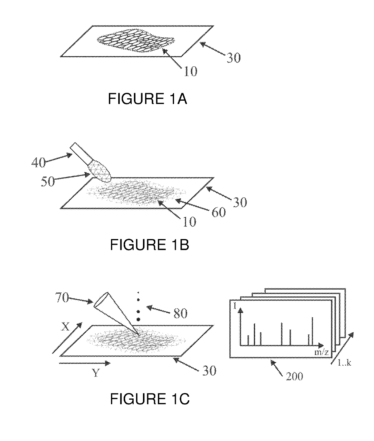 Mass spectrometric determination of particular tissue states