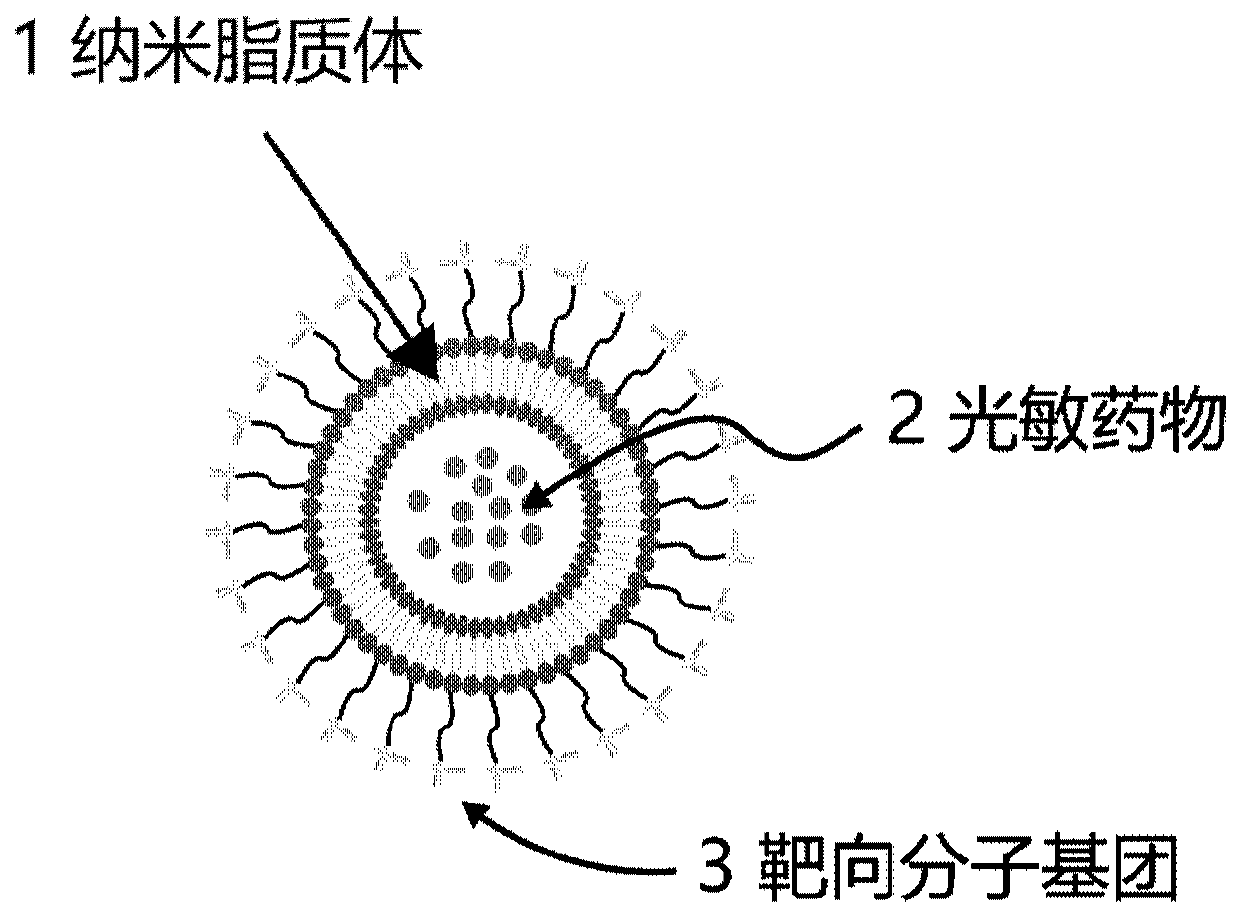 Nano photosensitive compound targeting epileptic cells and regulation and control detection system