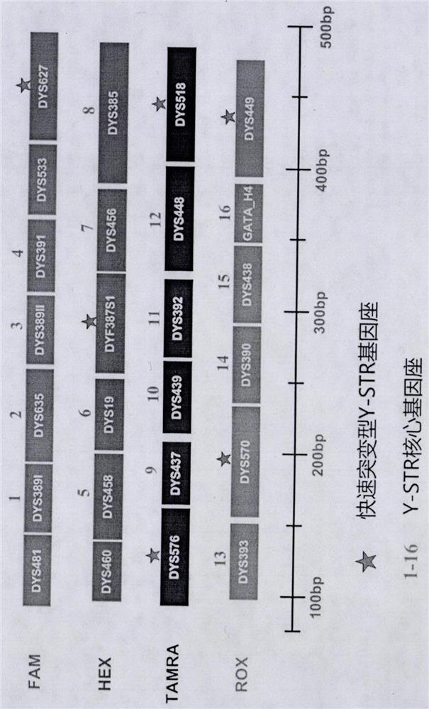 A y-str composite amplification detection kit labeled with a fluorescent labeling method and its application method