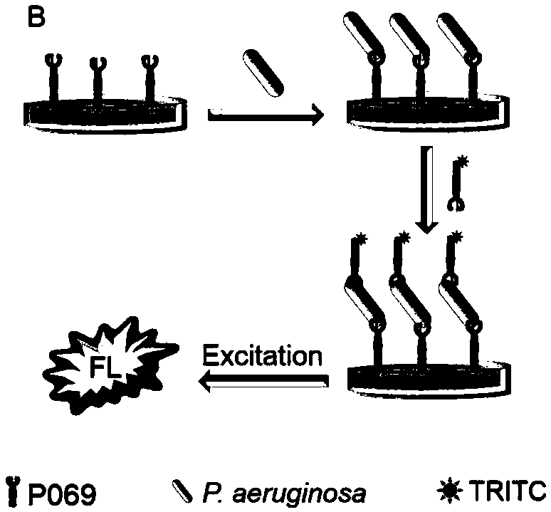 Use of tail fiber protein of pseudomonas aeruginosa phage for preparing bacteria detection reagent