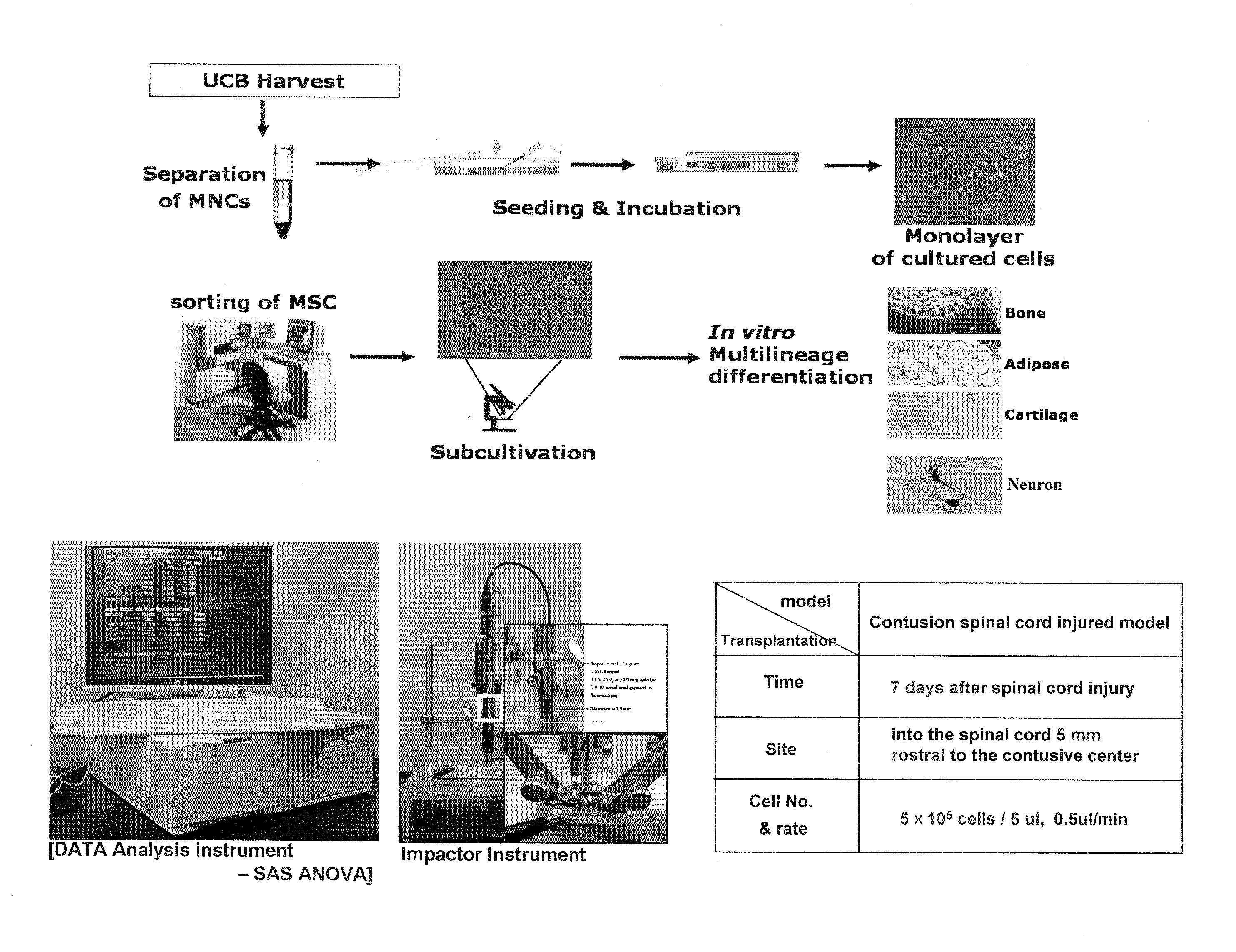 Composition for treating a disease caused by neuronal insult comprising a human umbilical cord blood-derived mesenchymal stem cell as an active ingredient