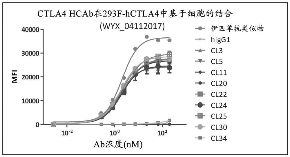 Antibodies binding ctla-4 and uses thereof