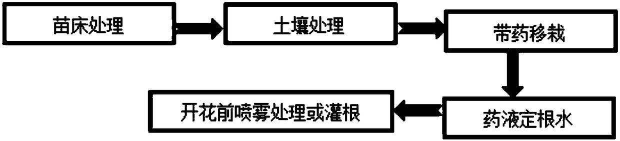 Method for preventing eggplant root rot diseases