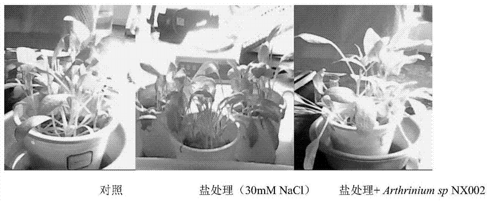 A kind of salt stress resistant fungal strain and its breeding method and its application