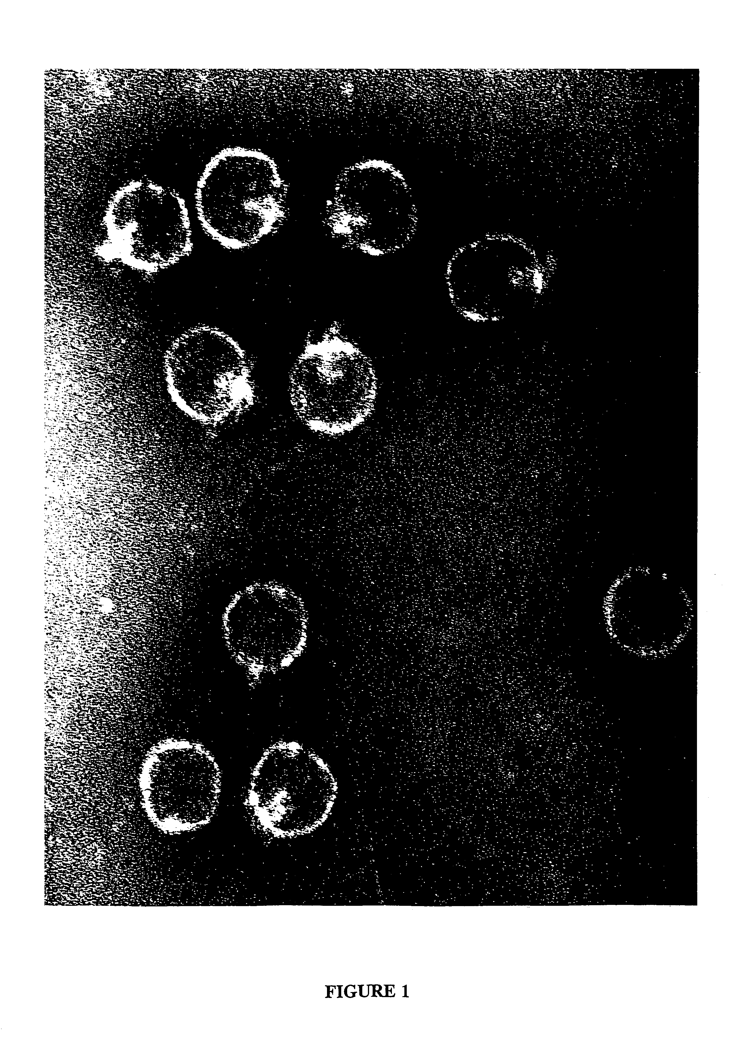 Compositions containing bacteriophages and methods of using bacteriophages to treat infections