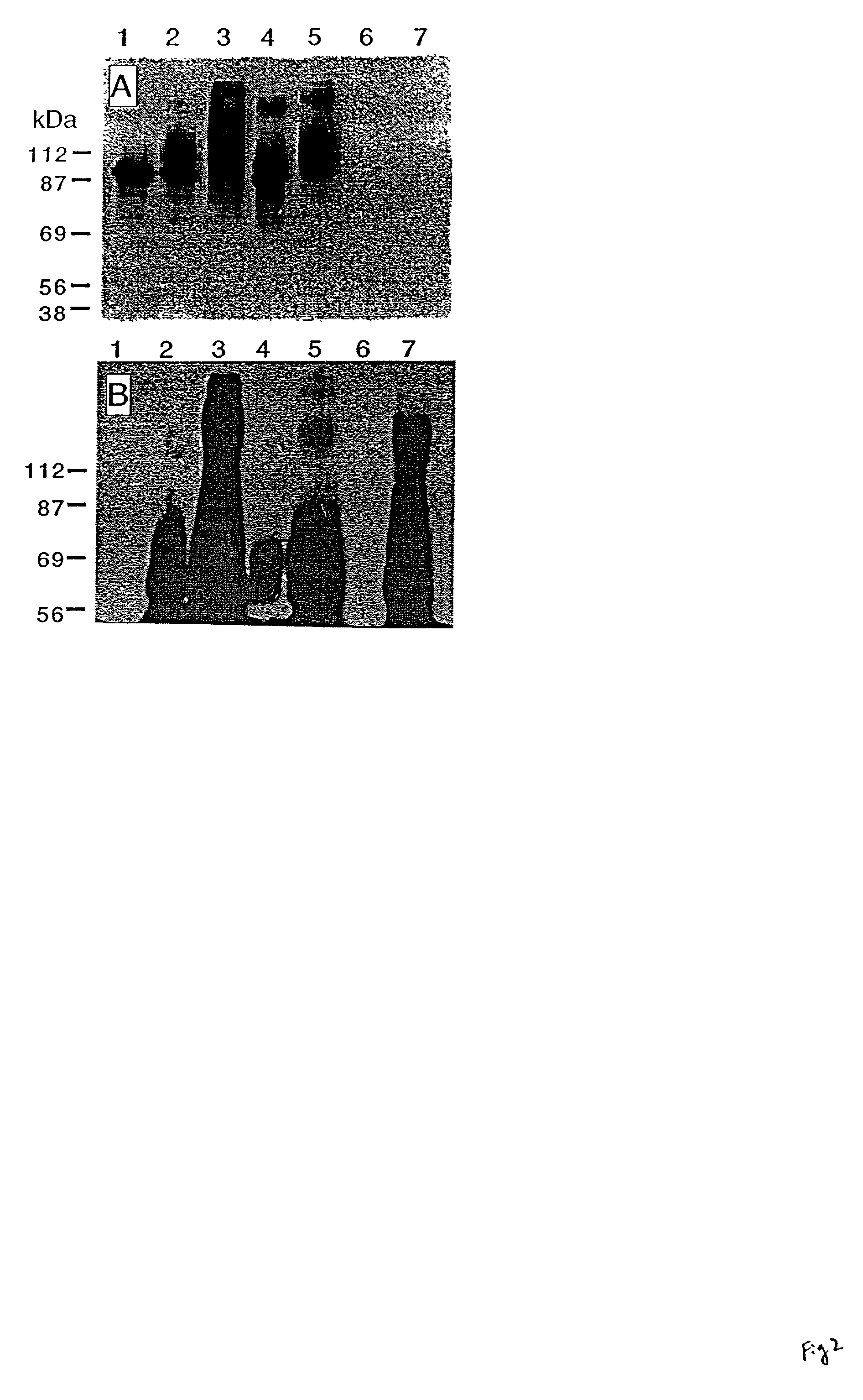 Monoclonal antibody for analysis and clearance of polyethylene glycol and polyethylene glycol-modified molecules
