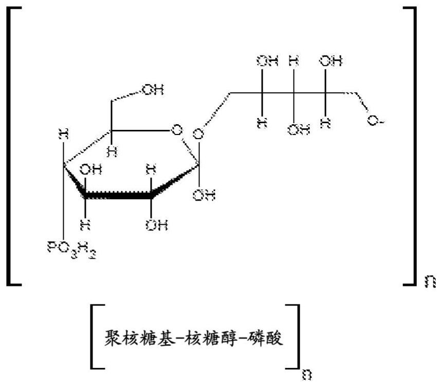 Process for production, recovery and purification of capsular polysaccharide polyribosyl-ribitol-phosphoric acid (PRP) and uses thereof