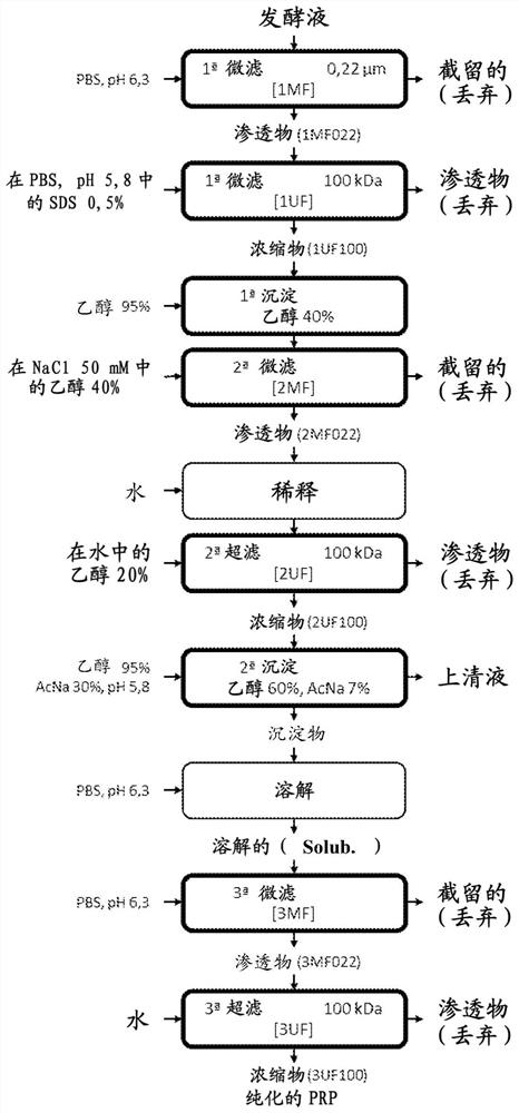 Process for production, recovery and purification of capsular polysaccharide polyribosyl-ribitol-phosphoric acid (PRP) and uses thereof