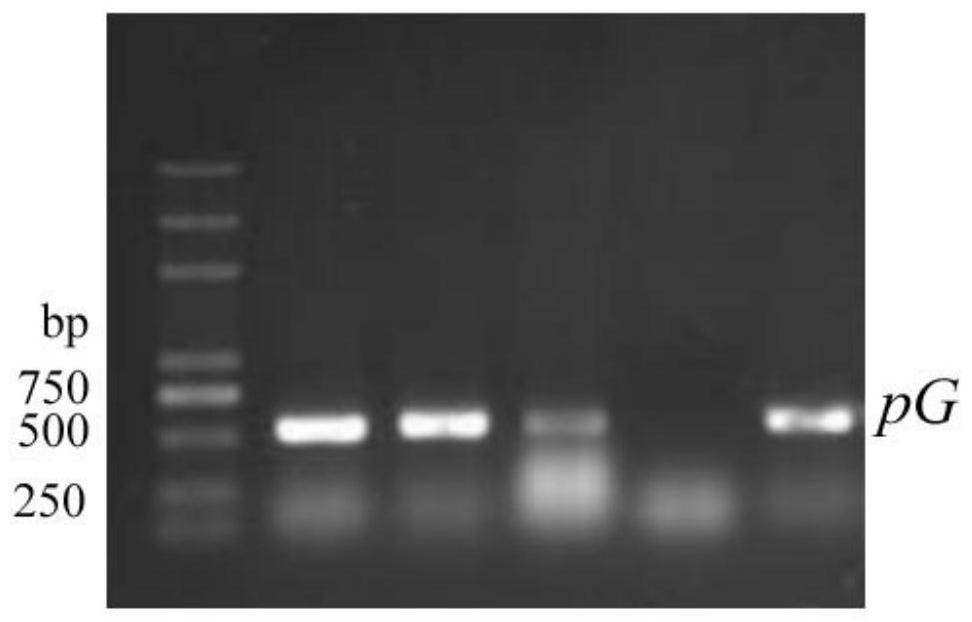 A kind of CRISPR/Cas9 vector suitable for Clamella scutellaria fs482 and its construction method and application
