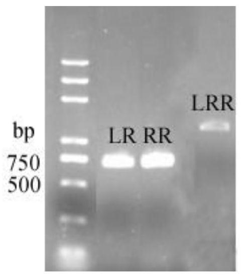 A kind of CRISPR/Cas9 vector suitable for Clamella scutellaria fs482 and its construction method and application