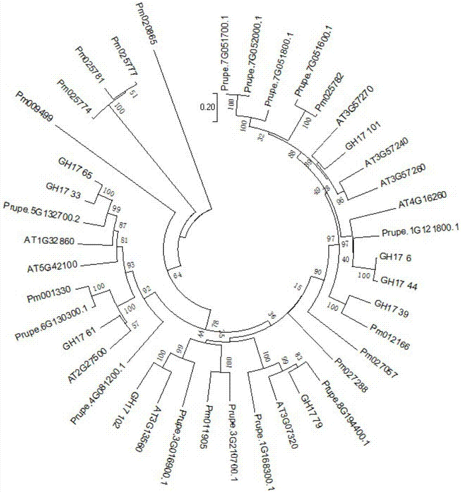 Molecular detection method for prunusmume flower bud dormancy state